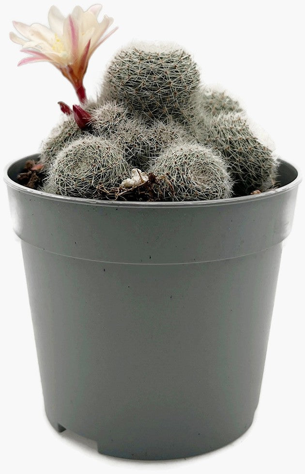 Sulcorebutia "Sunrise" - Kaktus