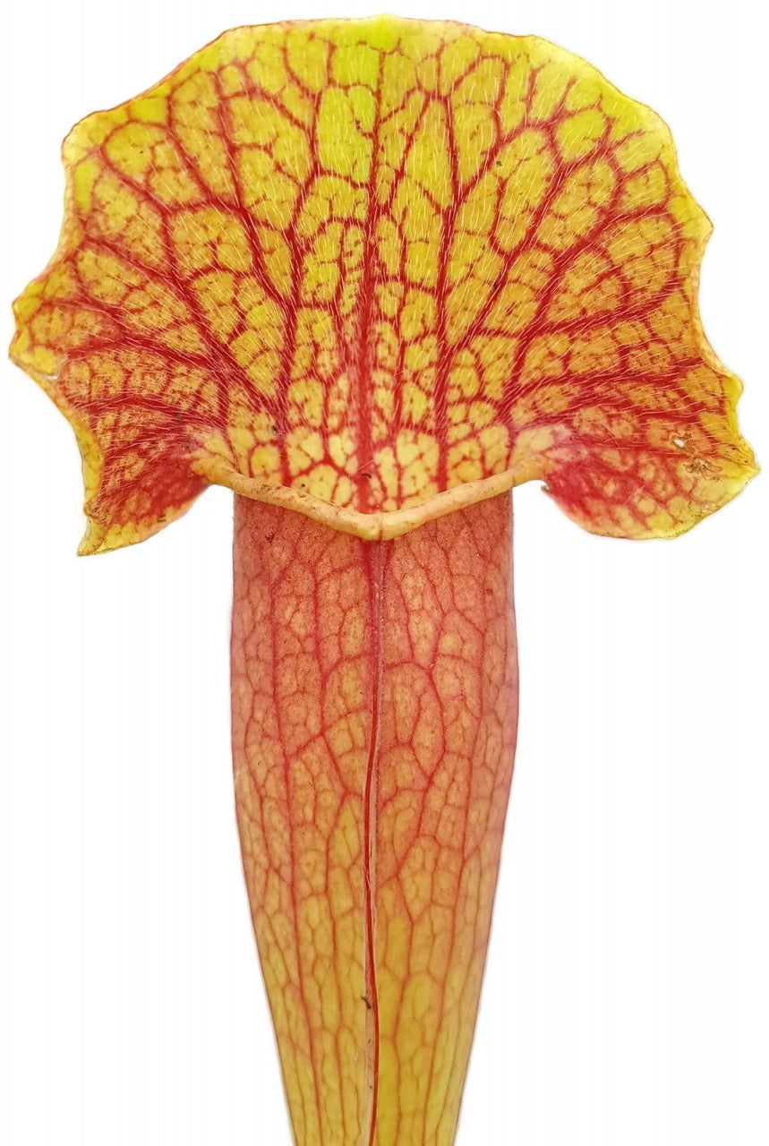 Sarracenia (x Swaniana) X (x Mitchelliana)