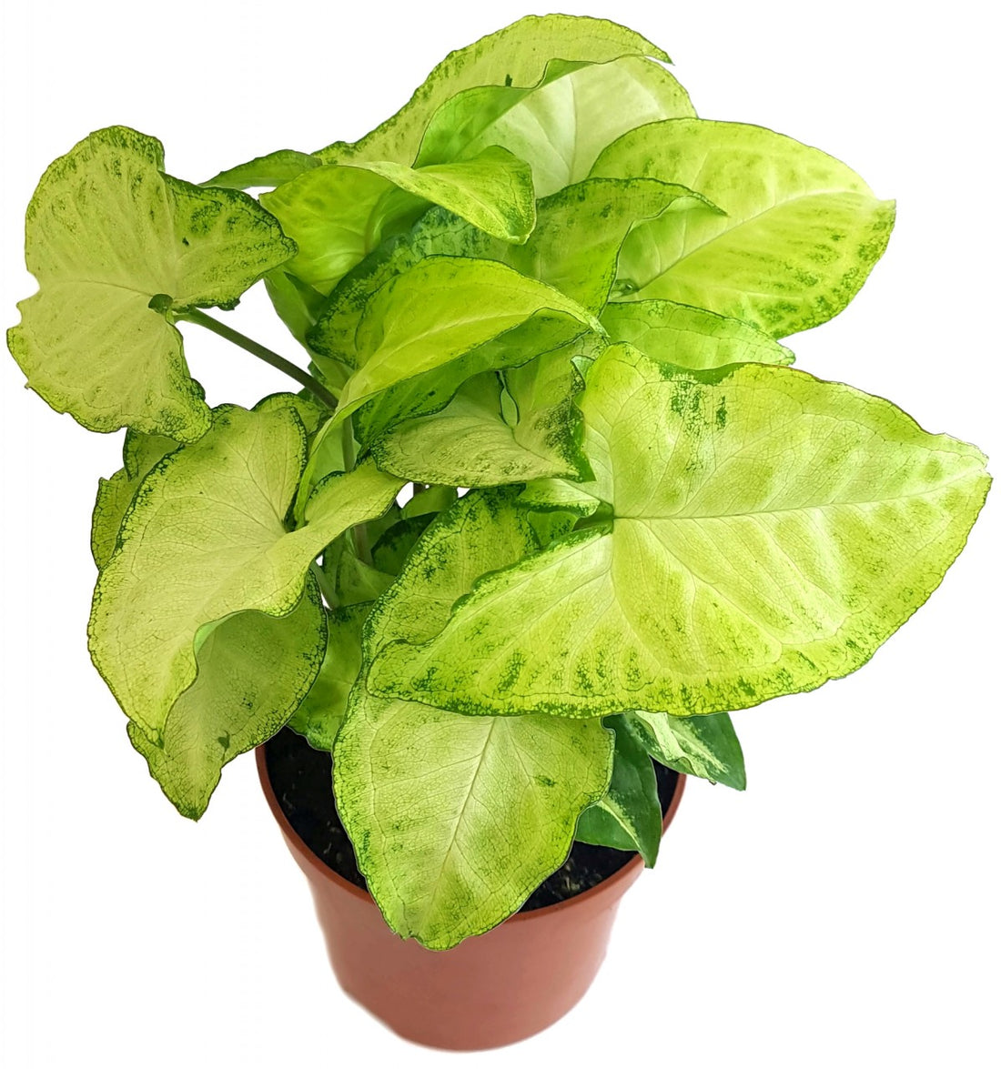 Syngonium "Arrow" - Purpurtute