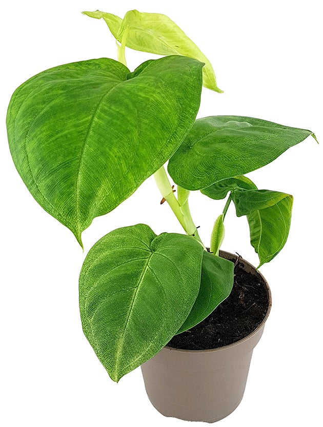 Syngonium "Cubic Frost" - grüne Purpurtute
