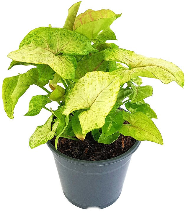 Syngonium &quot;Lemon Lime&quot; - Purpurtute