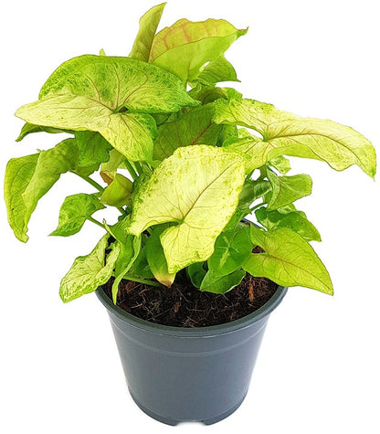 Syngonium &quot;Lemon Lime&quot; - Purpurtute