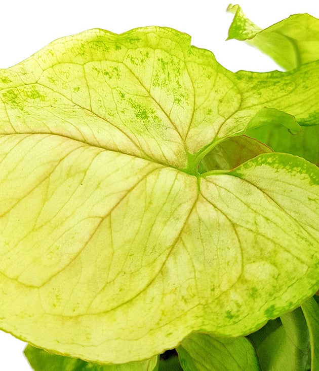 Syngonium "Lemon Lime" - Purpurtute