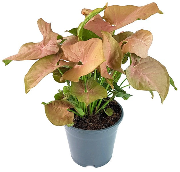 Syngonium "Pink" - zarte Purpurtute