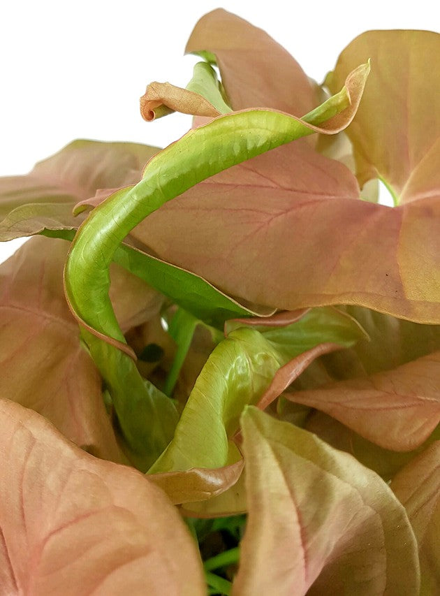 Syngonium &quot;Pink&quot; - zarte Purpurtute