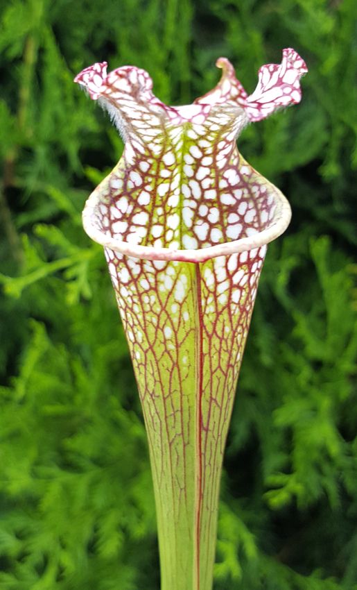 Sarracenia Leucophylla - &quot;Tarnok&quot;