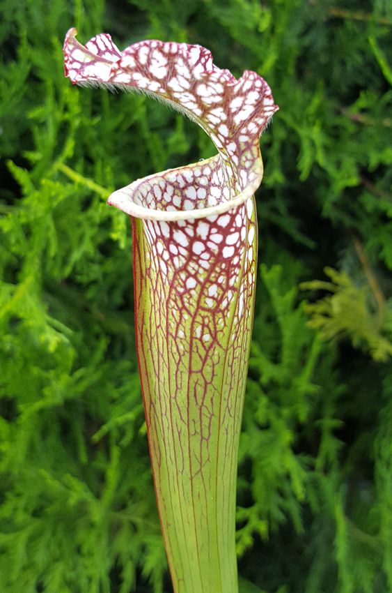 Sarracenia Leucophylla - &quot;Tarnok&quot;