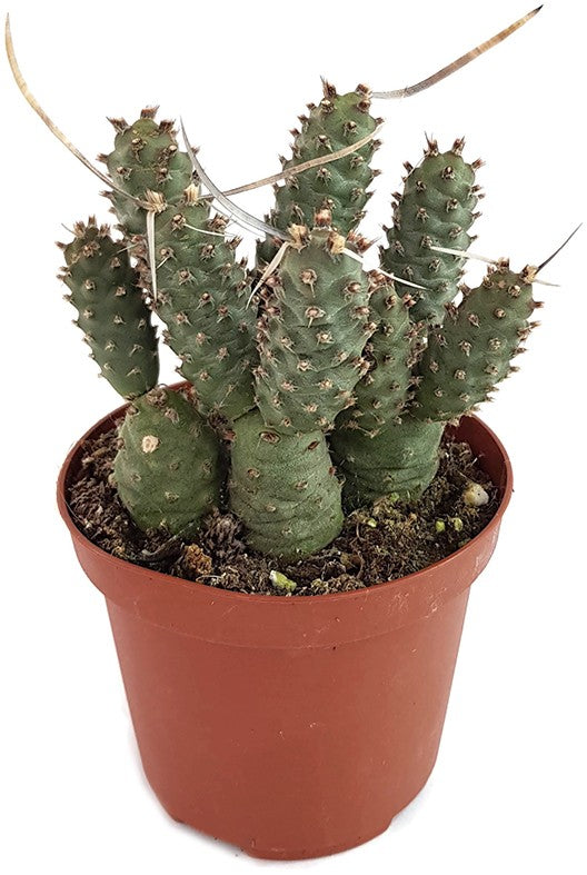 Tephrocactus articularis var. strobiliformis - Sukkulente