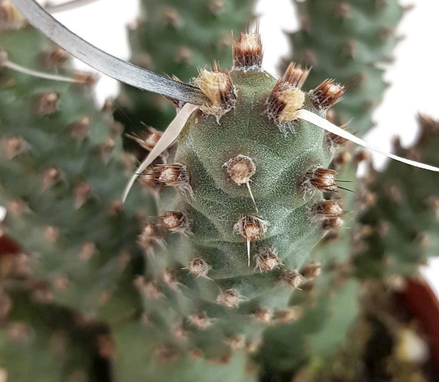 Tephrocactus articularis var. strobiliformis - Sukkulente