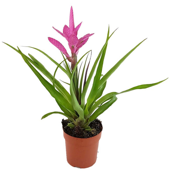 Tillandsia Antonio