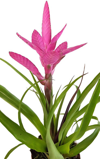 Tillandsia Antonio - Bromelie