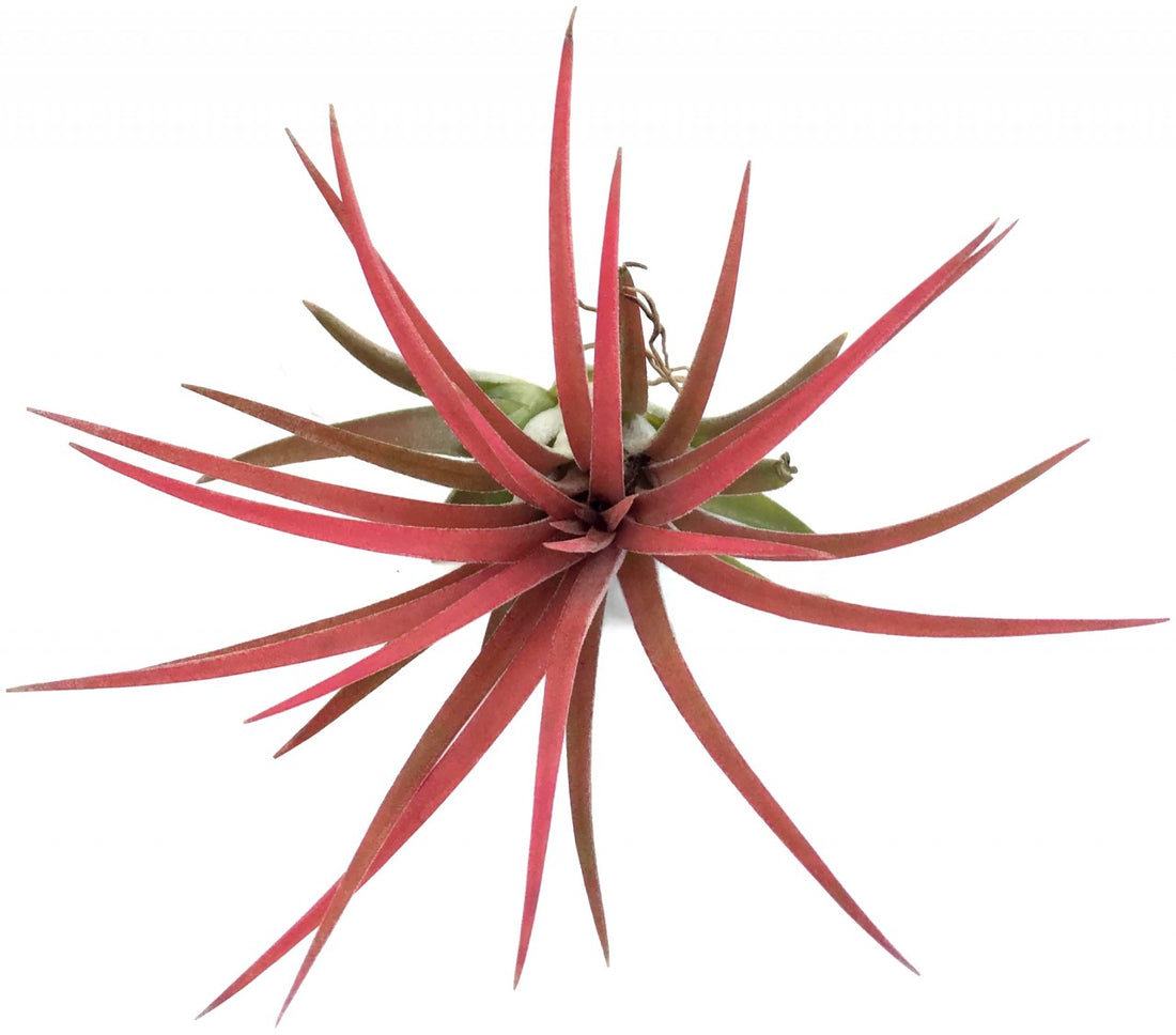 Tillandsia ionantha "Red"