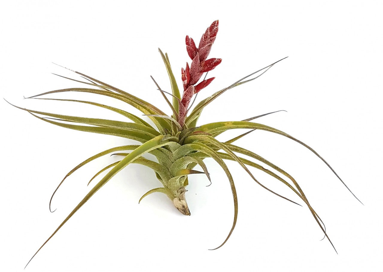 Tillandsia latifolia - majestätisches Bromeliengewächs