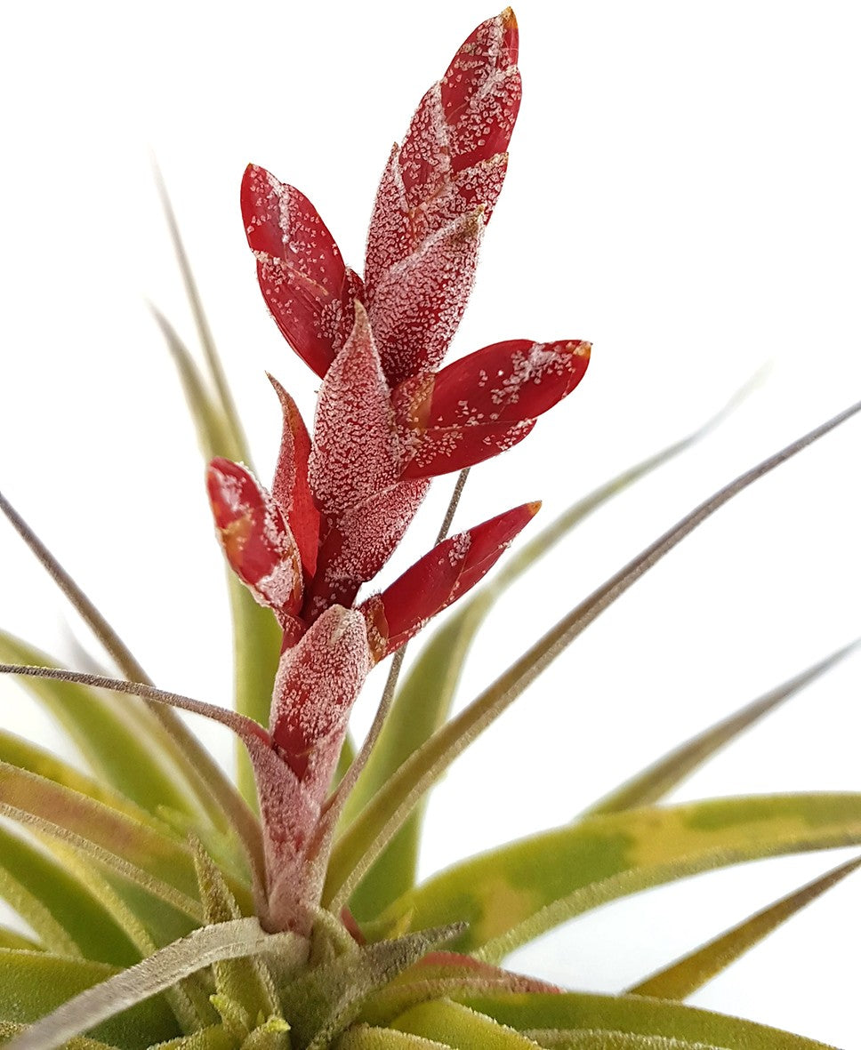 Tillandsia latifolia - majestätisches Bromeliengewächs