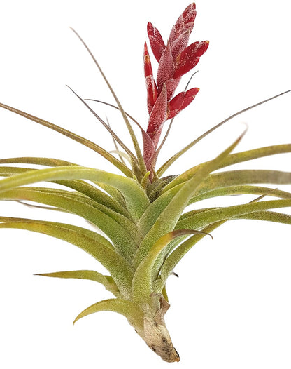 Tillandsia latifolia - majestätisches Bromeliengewächs