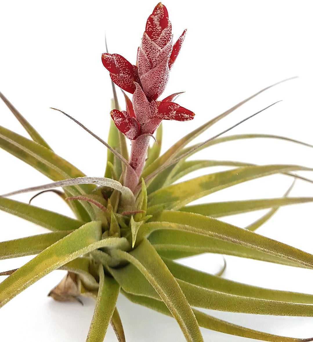 Tillandsia latifolia - majestätisches Bromeliengewächs