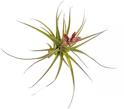 Tillandsia latifolia - majestätisches Bromeliengewächs