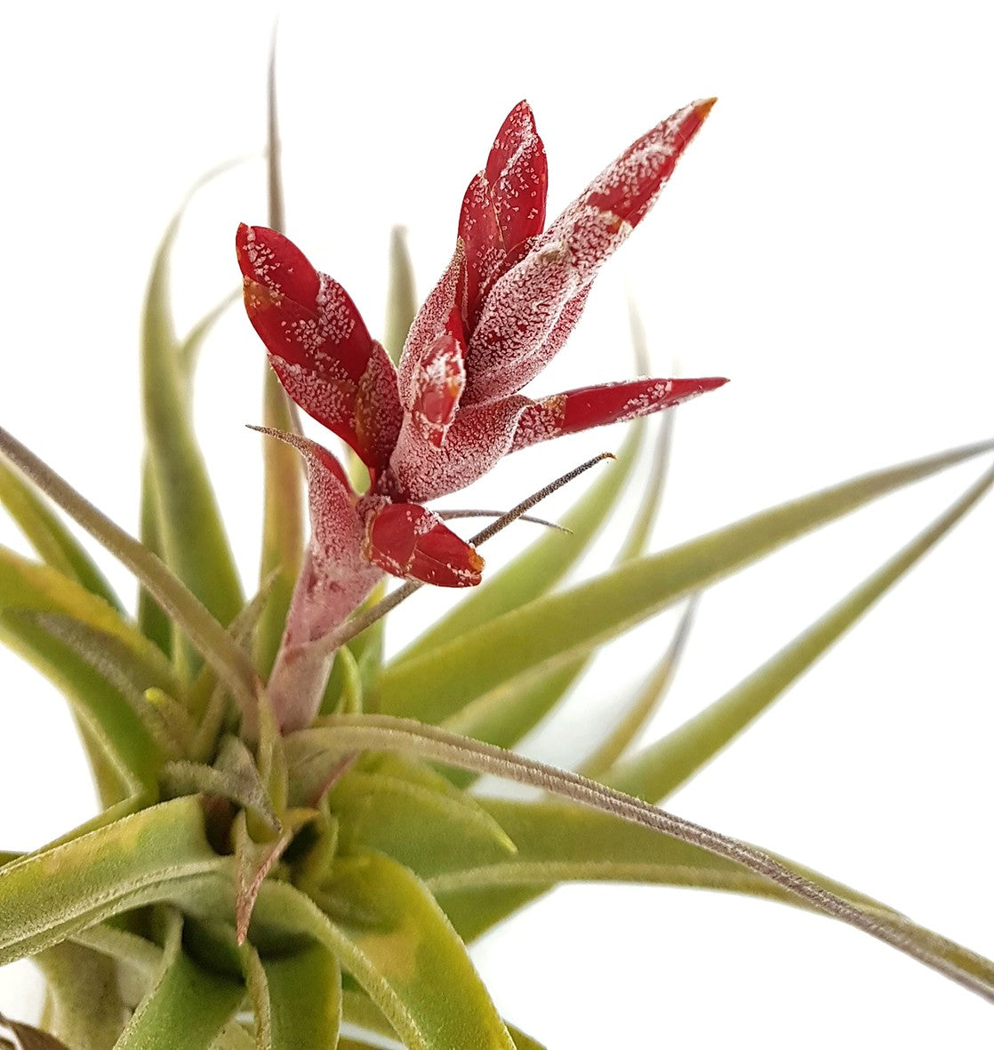 Tillandsia latifolia - majestätisches Bromeliengewächs