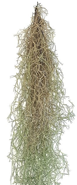 Tillandsia usneoides - Louisianamoos