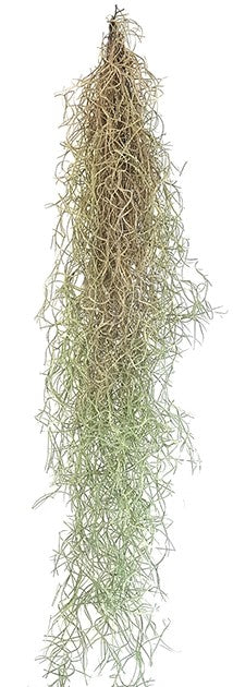 Tillandsia usneoides - Louisianamoos