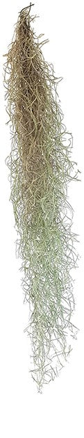 Tillandsia usneoides - Louisianamoos