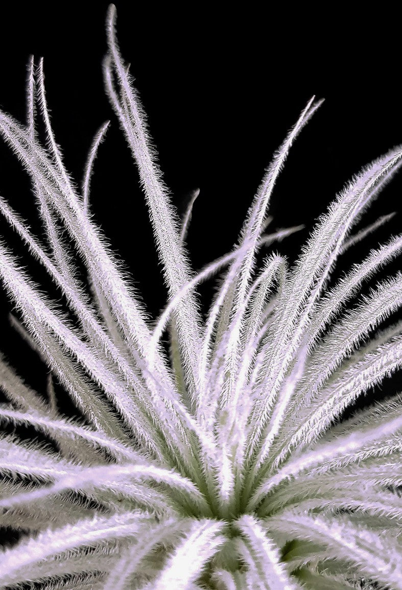 Tillandsia Tectorium - Aufsitzerpflanze