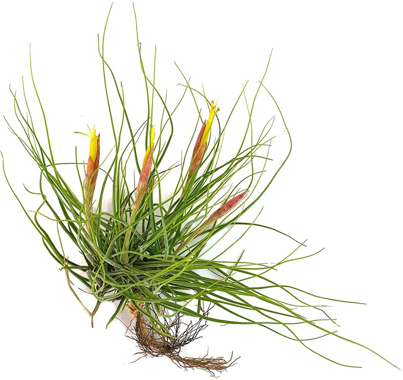 Tillandsia schiedeana - Aufsitzerpflanze