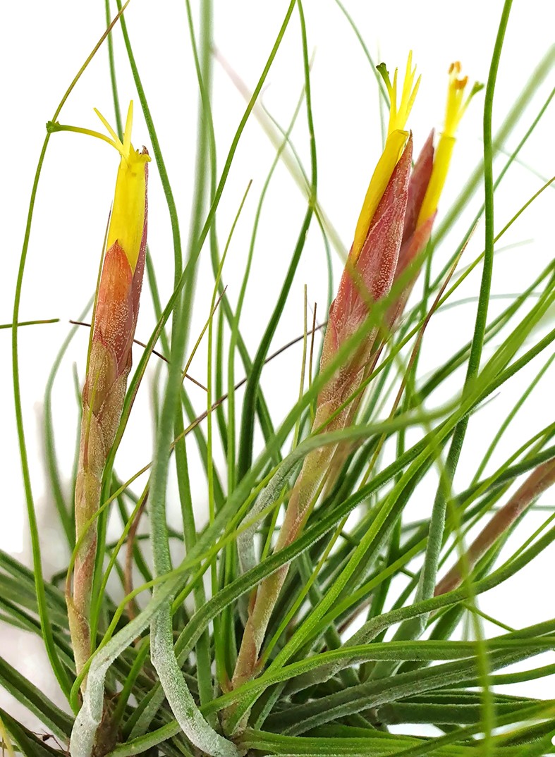 Tillandsia schiedeana - Aufsitzerpflanze