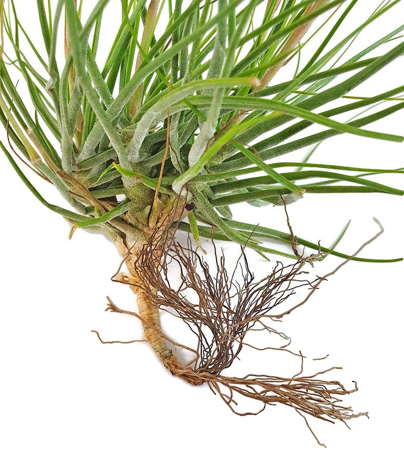 Tillandsia schiedeana - Aufsitzerpflanze