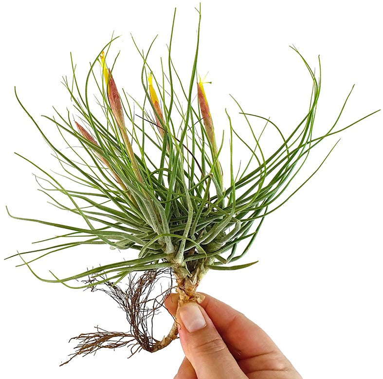 Tillandsia schiedeana - Aufsitzerpflanze