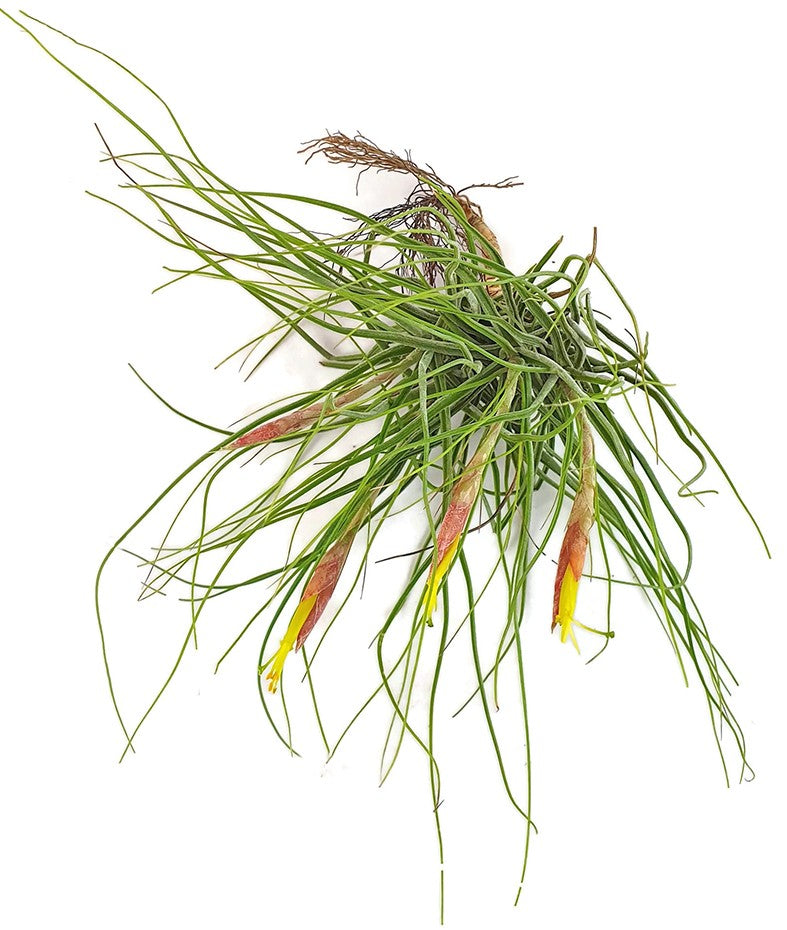 Tillandsia schiedeana - Aufsitzerpflanze