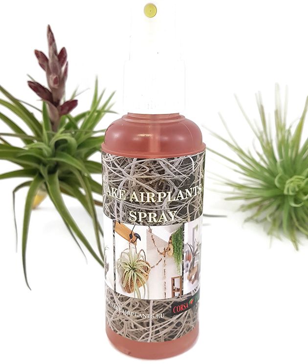 Tillandsia Spray - Pflegespray für Tillandsien