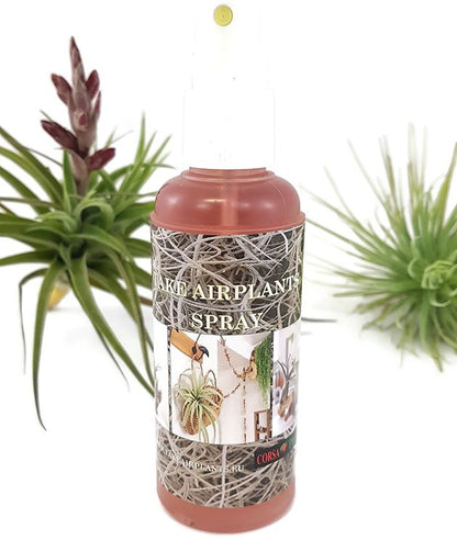 Tillandsia Spray - Pflegespray für Tillandsien