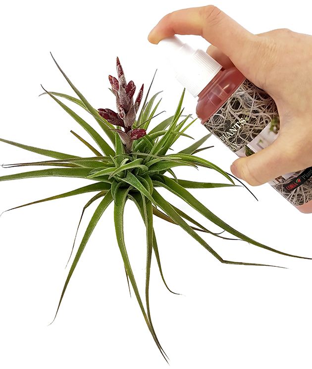 Tillandsia Spray - Pflegespray für Tillandsien