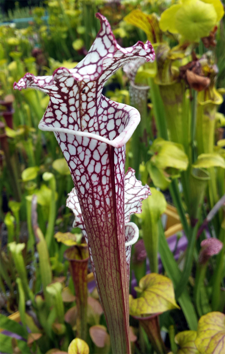 Sarracenia Leucophylla &quot;Cronus&quot; - &quot;Titan&quot; MK L47