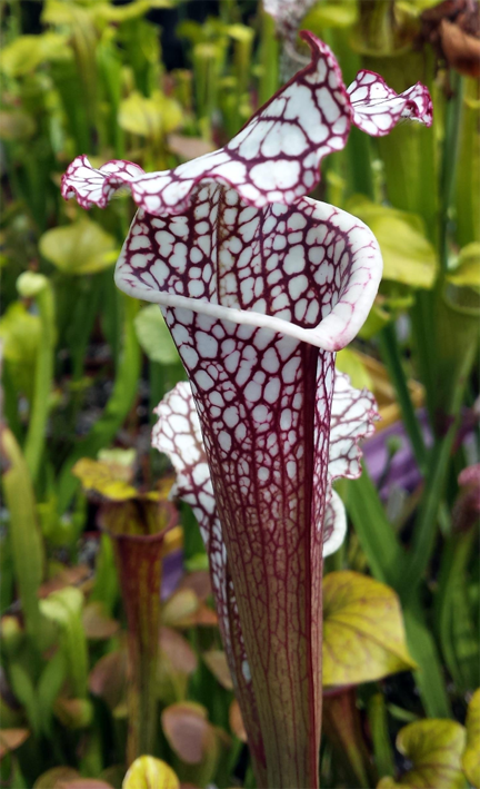 Sarracenia Leucophylla &quot;Cronus&quot; - &quot;Titan&quot; MK L47