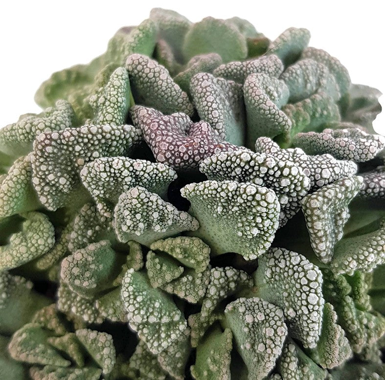 Titanopsis calcarea - Sukkulente