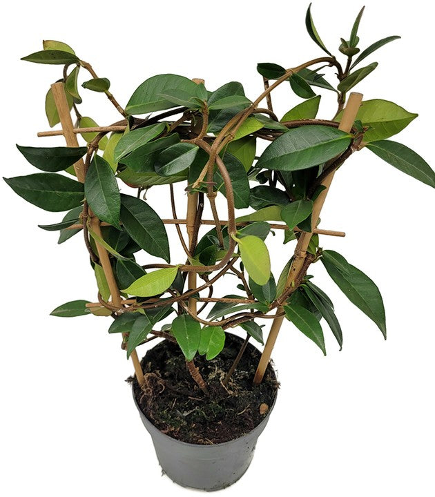 Trachelospermum jasminoides - Sternjasmin