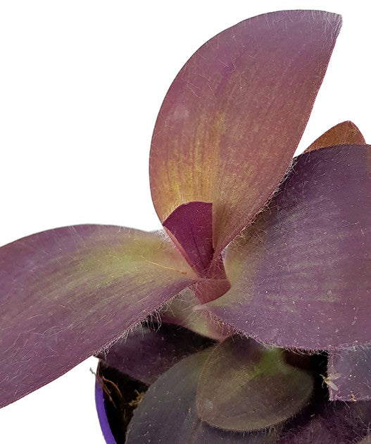 Tradescantia pallida &quot;Purple Passion&quot; - violette Dreimasterblume