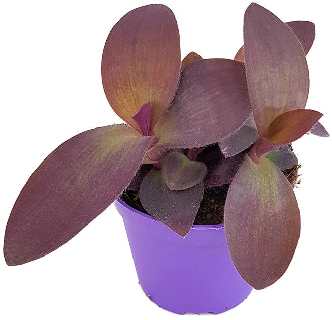 Tradescantia pallida &quot;Purple Passion&quot; - violette Dreimasterblume