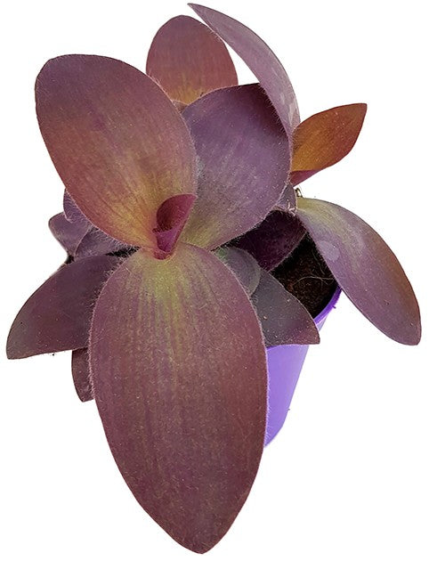 Tradescantia pallida &quot;Purple Passion&quot; - violette Dreimasterblume