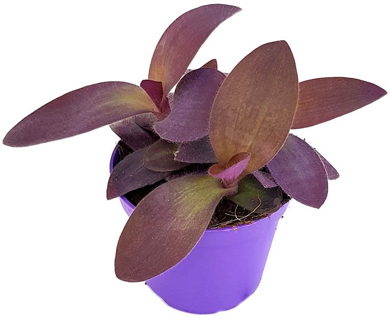 Tradescantia pallida &quot;Purple Passion&quot; - violette Dreimasterblume