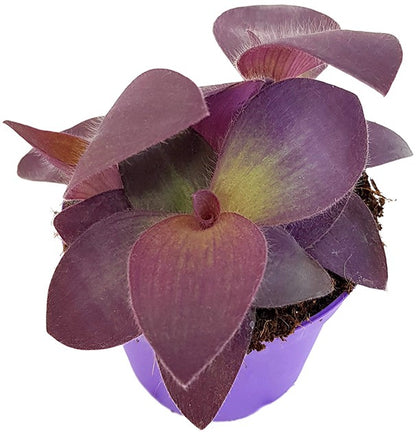 Tradescantia pallida &quot;Purple Passion&quot; - violette Dreimasterblume