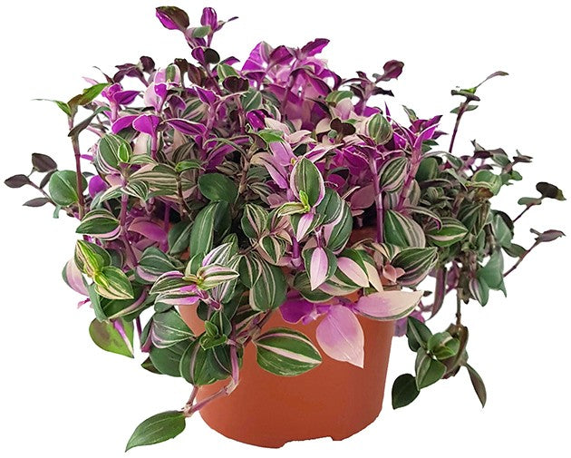 Tradescantia &quot;quadricolor&quot; - Dreimasterblume