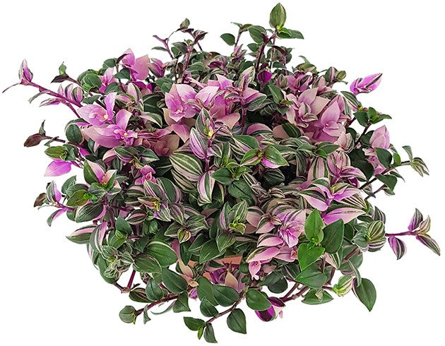 Tradescantia &quot;quadricolor&quot; - Dreimasterblume