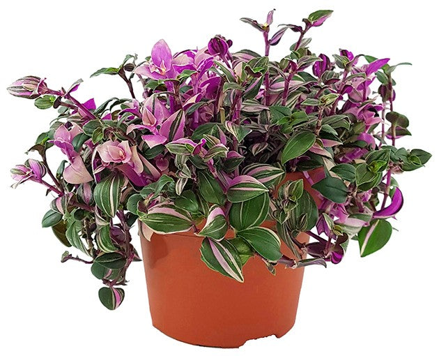 Tradescantia &quot;quadricolor&quot; - Dreimasterblume