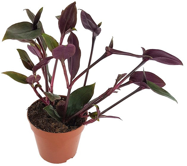 Tradescantia spathacea &quot;Roxxo&quot; - purpurblättrige Dreimasterblume