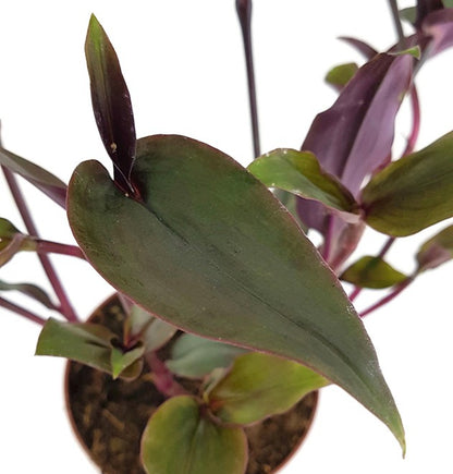 Tradescantia spathacea &quot;Roxxo&quot; - purpurblättrige Dreimasterblume