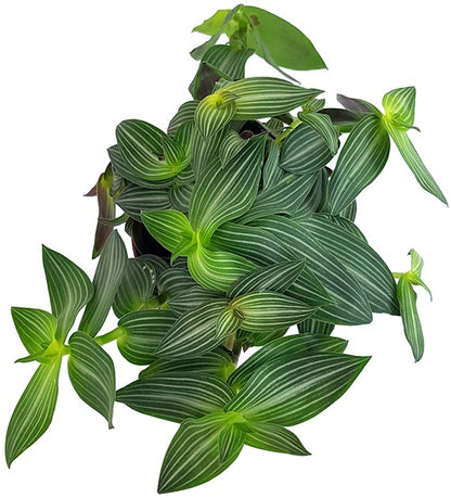 Tradescantia Toundra - gestreifte Dreimasterblume