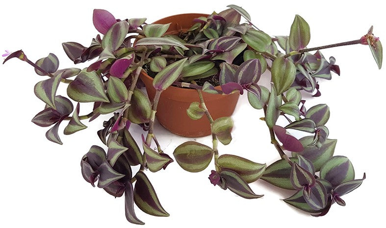 Tradescantia zebrina - Zebrablatt